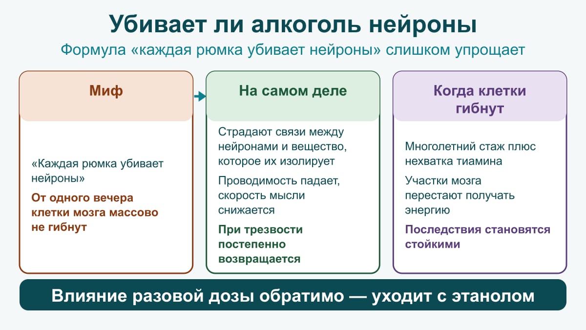 Схема «убивает ли алкоголь нейроны»: от одного вечера клетки массово не гибнут, страдают связи между ними; гибель: многолетний стаж плюс нехватка тиамина